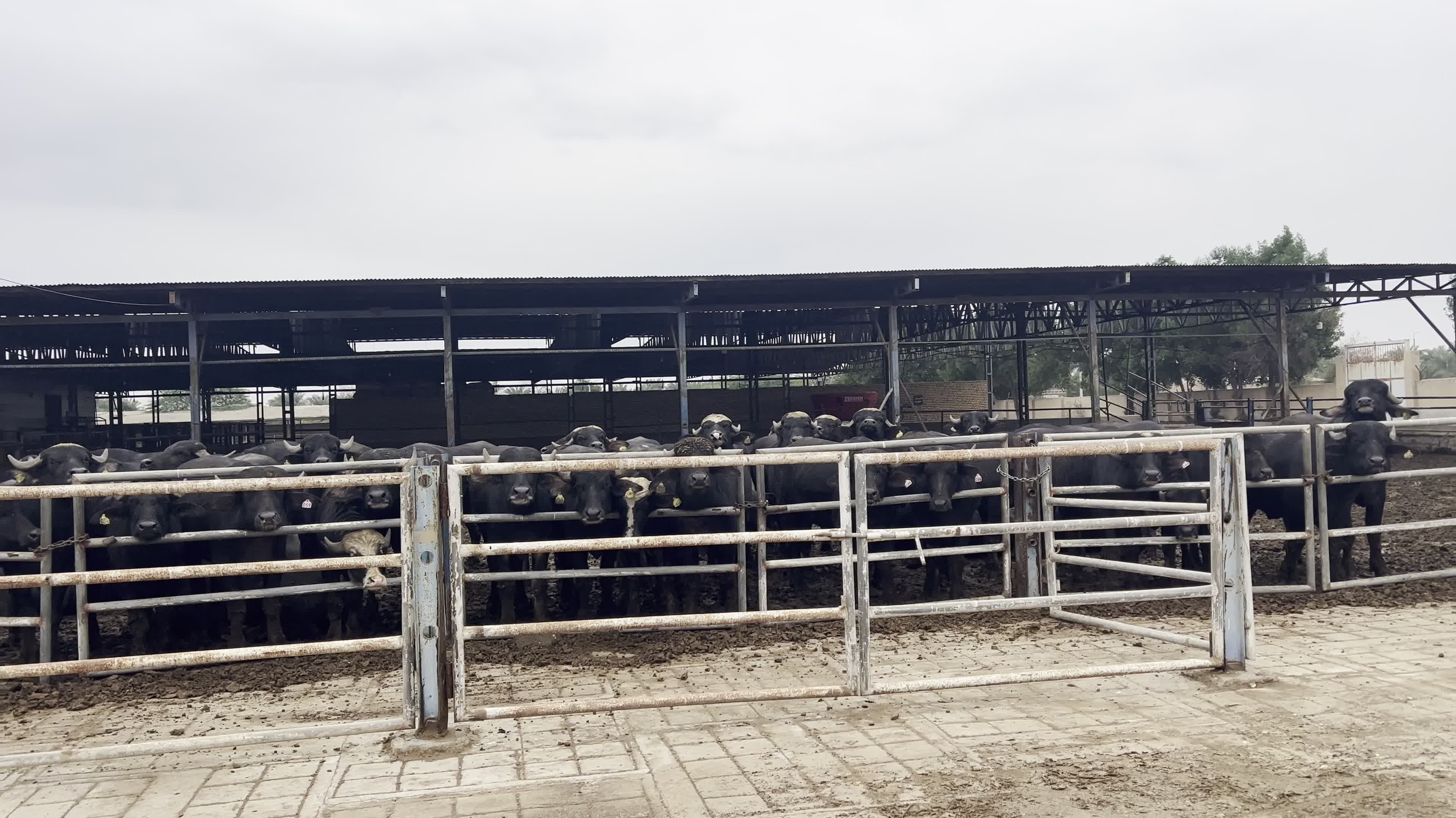 فروش۵۷راس گاومیش نر|حیوانات مزرعه|اهواز, شهرک رزمندگان|دیوار