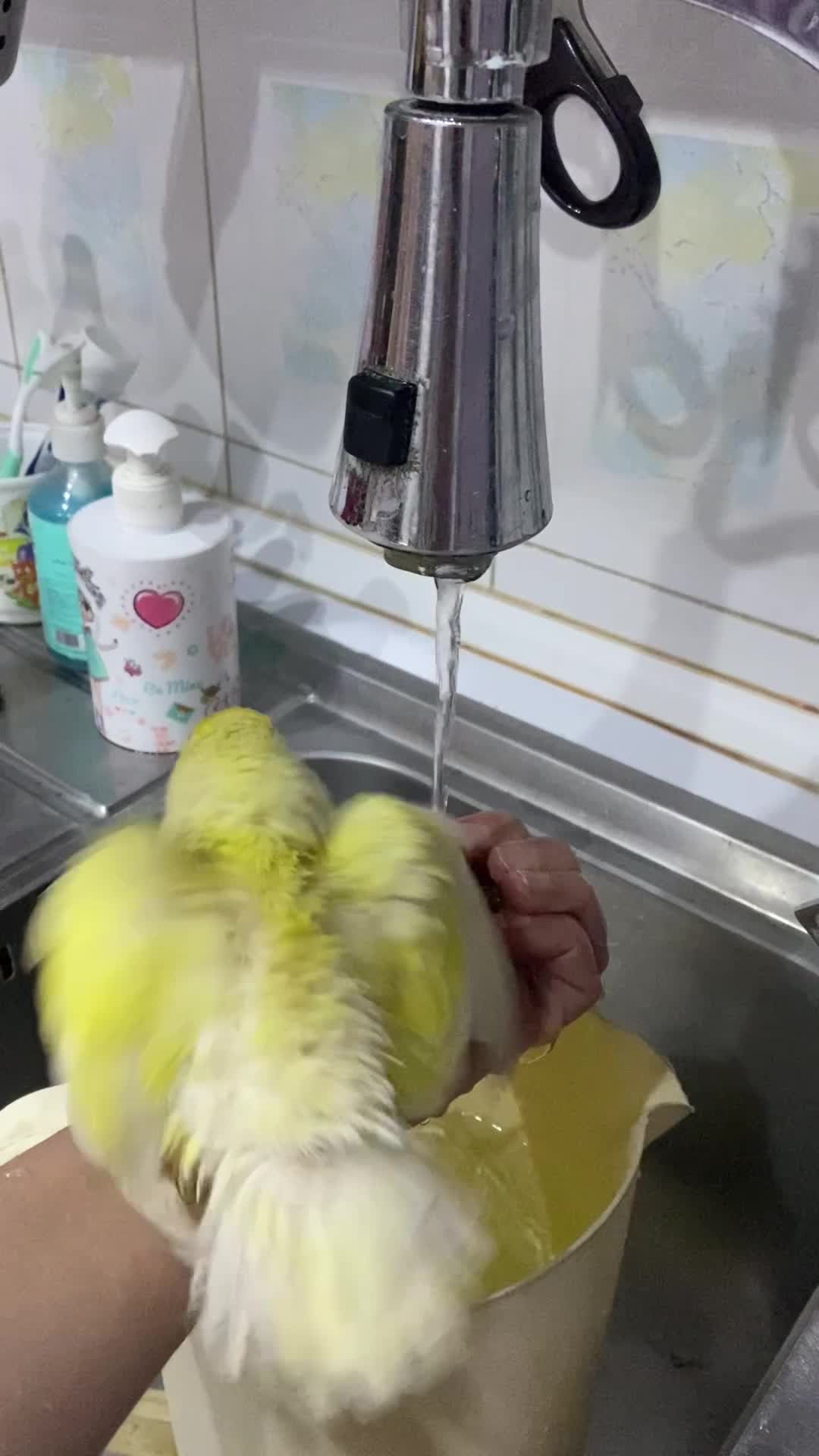 پرندگان زینتی|پرنده|مشهد, شهرک رازی (شهرک غرب)|دیوار