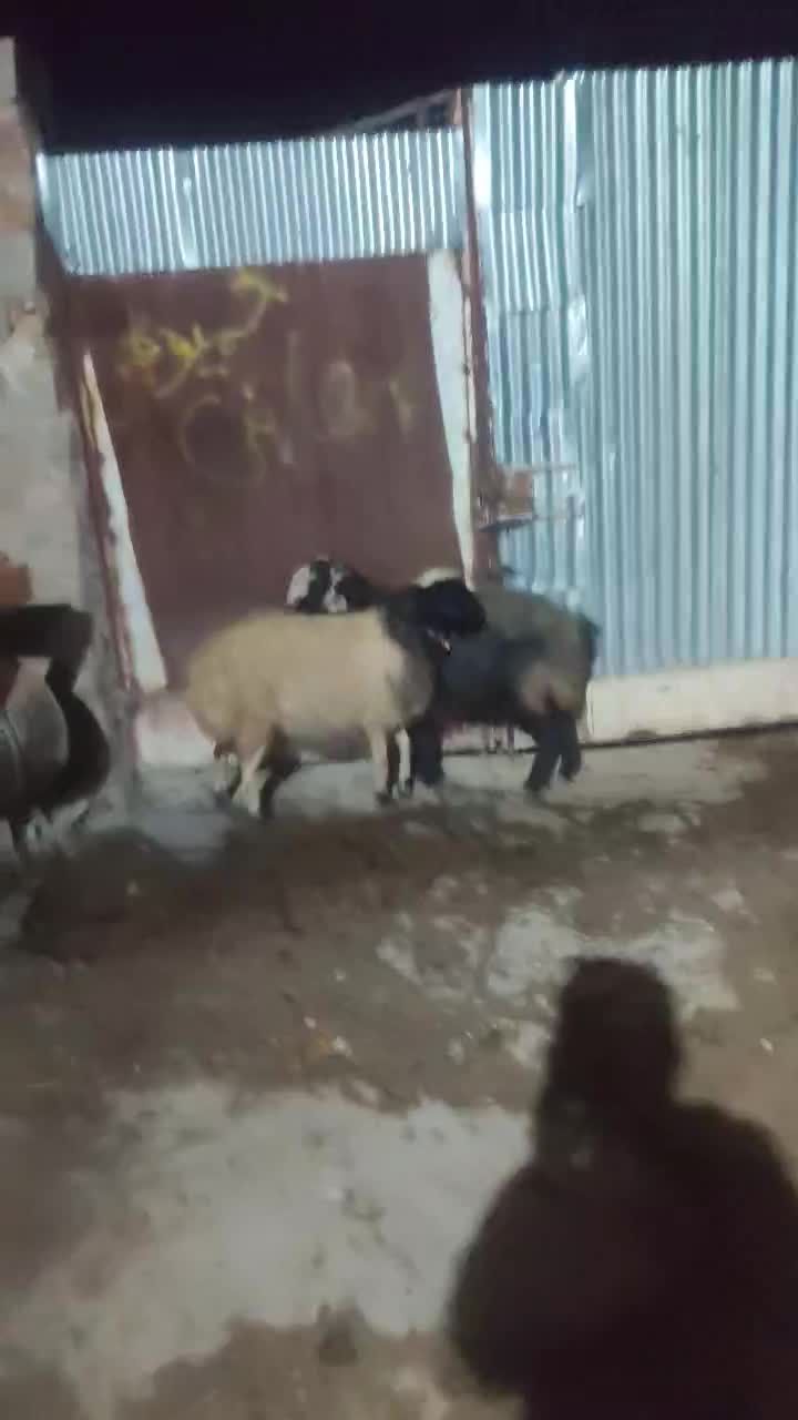 گوسفند|حیوانات مزرعه|دورود, |دیوار