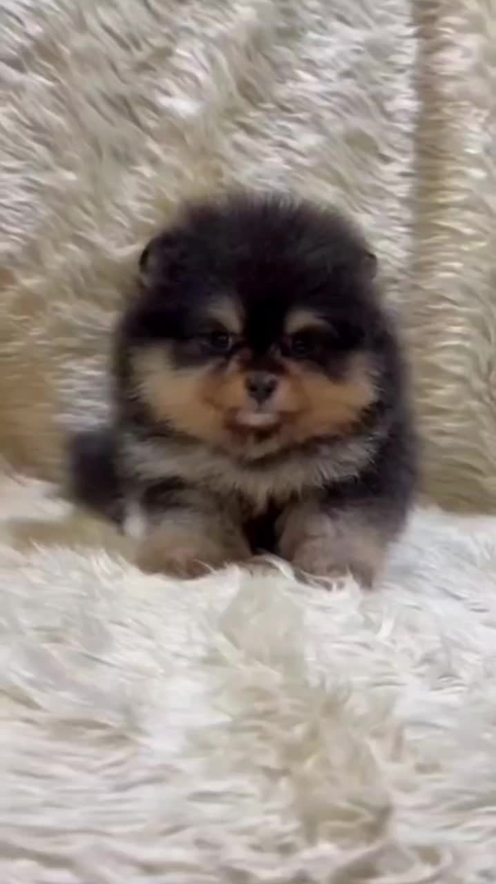 پامرانین خرسی و عروسکی اصیل|سگ|گرگان, |دیوار