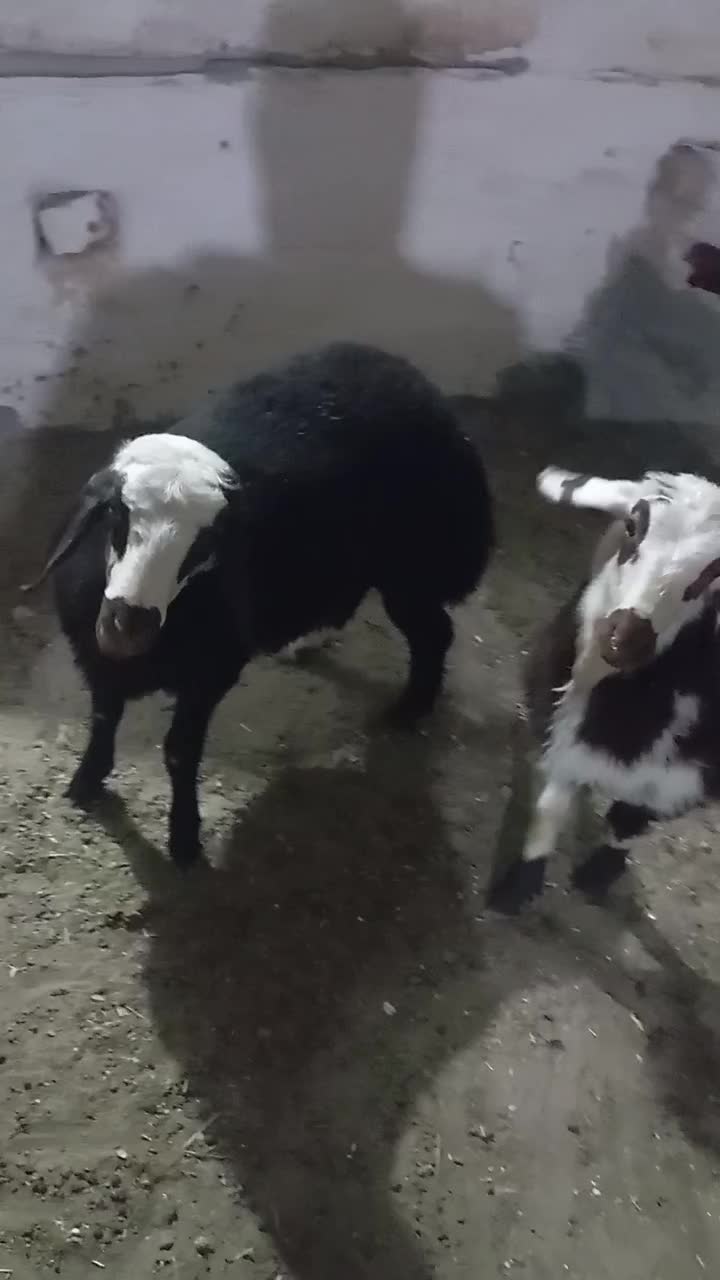 بره میش قوچ|حیوانات مزرعه|نصر آباد, |دیوار