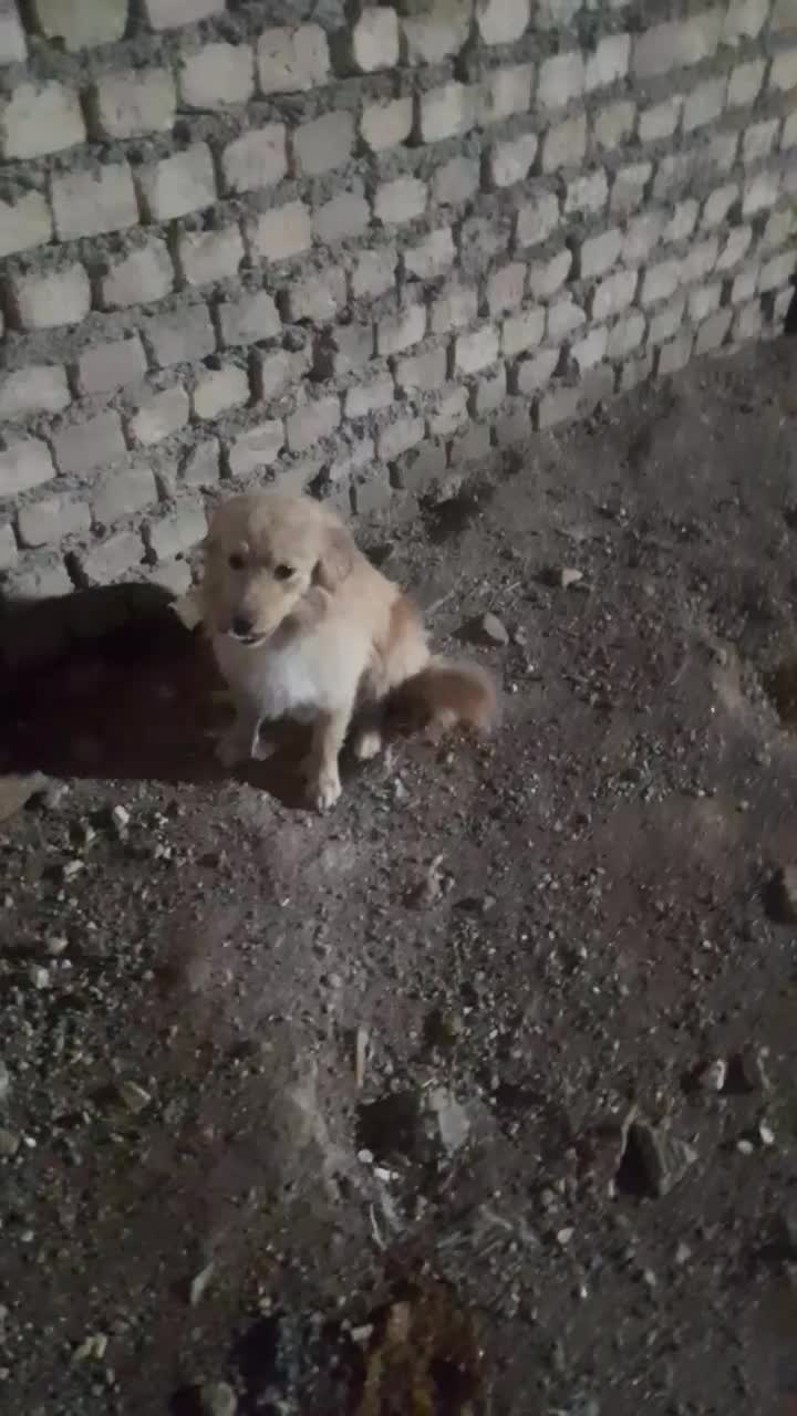 حیوان|سگ|اصفهان, کوجان|دیوار