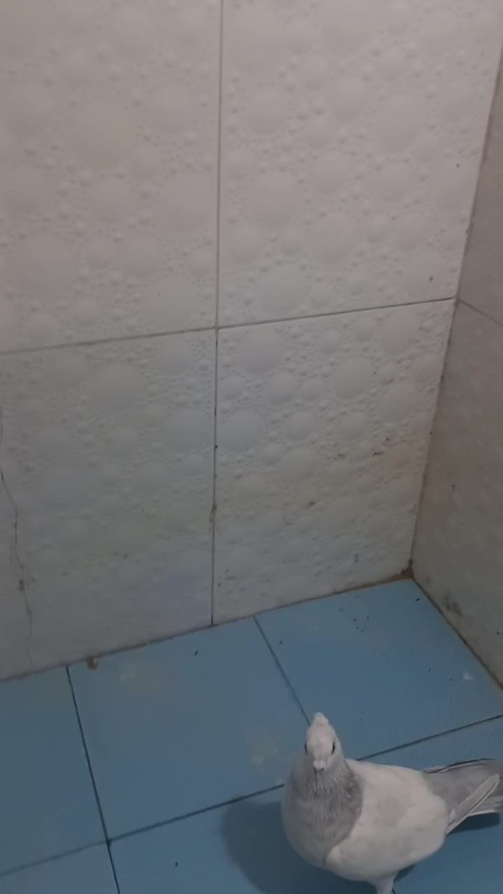 سینه الماسی|پرنده|شیراز, محراب|دیوار