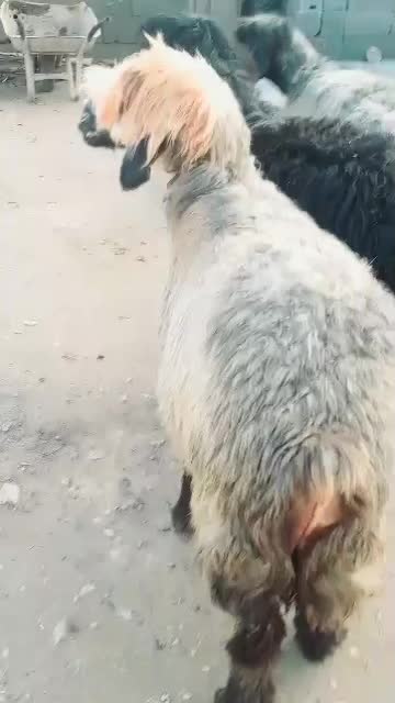 دوتا میش ویک عدد قوچ|حیوانات مزرعه|دهدشت, |دیوار