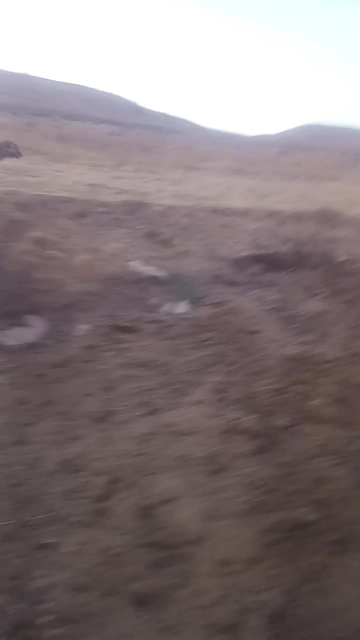 سگ گله ای|سگ|صوفیان, |دیوار