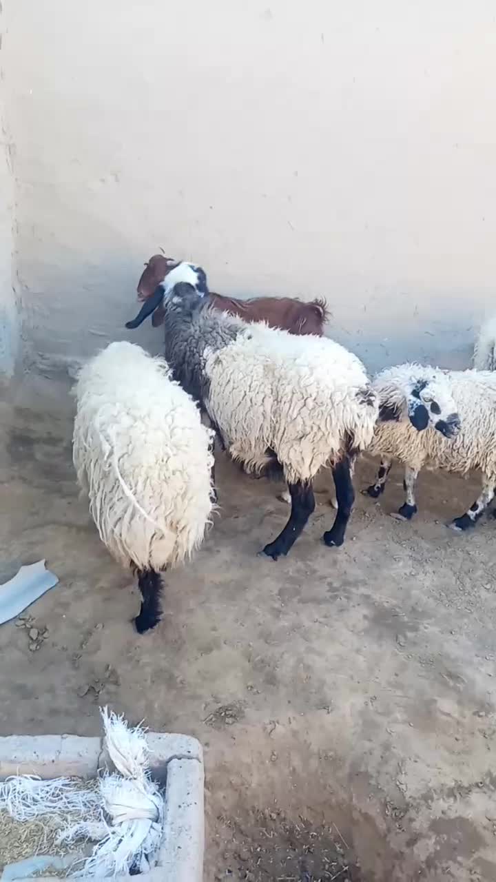 گوسفند وبره|حیوانات مزرعه|زابل, |دیوار