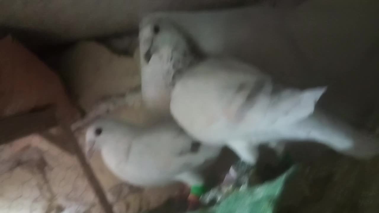 ساراغون نروماده|پرنده|مشهد, رده|دیوار