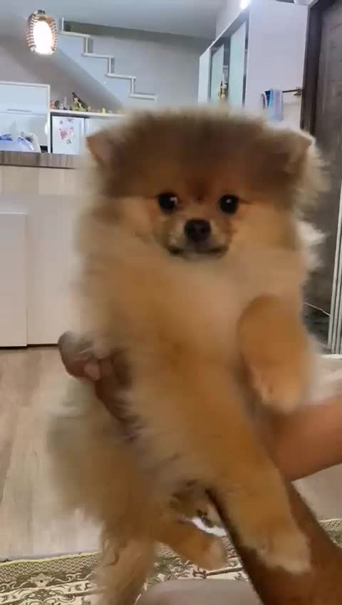 سگ پامرین خرسی|سگ|مشهد, قائم|دیوار