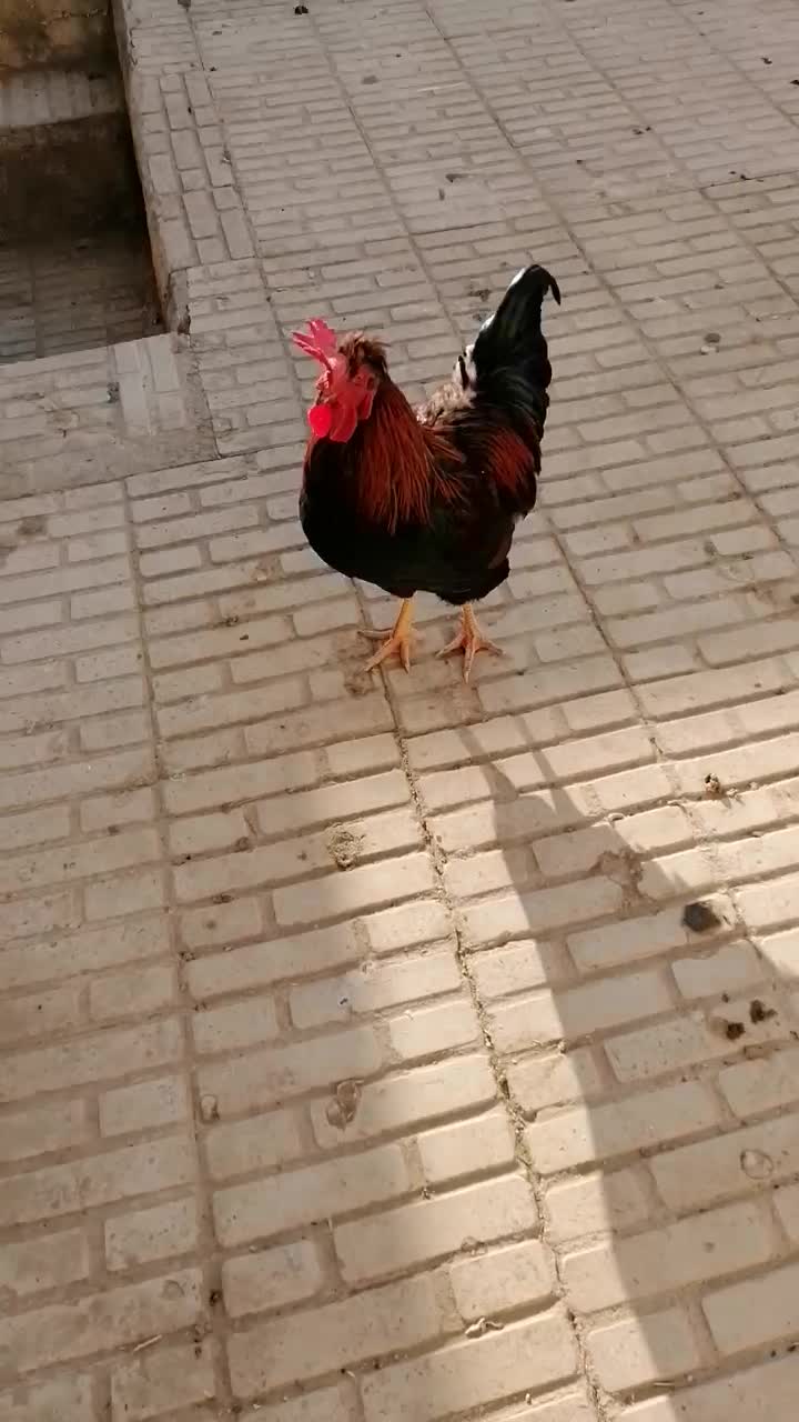 فروش یک خروس خاص|حیوانات مزرعه|هشتگرد, فاز ۱ مهستان|دیوار