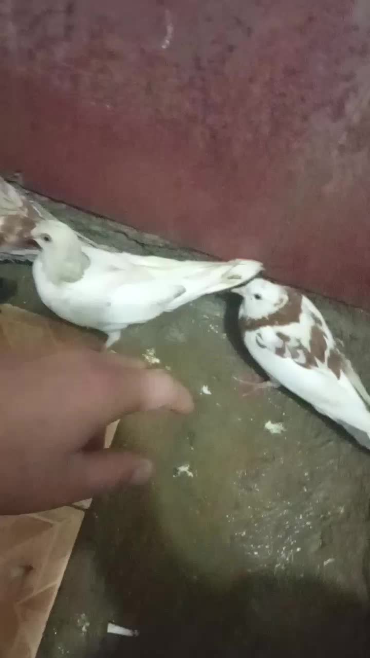 کبوتر ،کفتر سالم به شرط|پرنده|گرگان, |دیوار