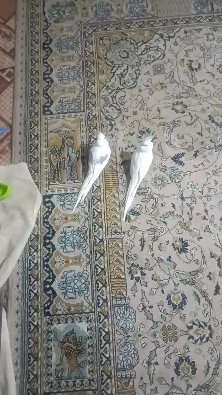 عروس هلندی دو جفت ۴۲۰۰|پرنده|نهبندان, |دیوار