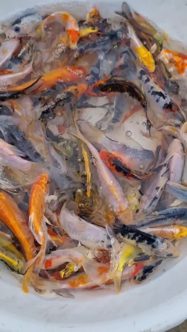 ماهی کوی|ماهی|سنگر, |دیوار