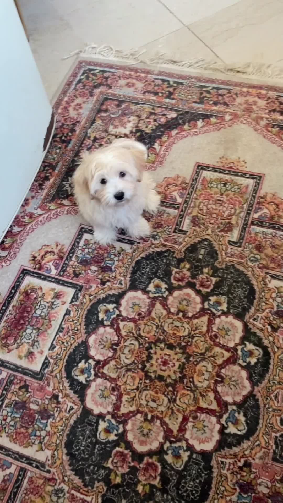 توله سگ شیتزو نژاد دار|سگ|تهران, فردوس|دیوار