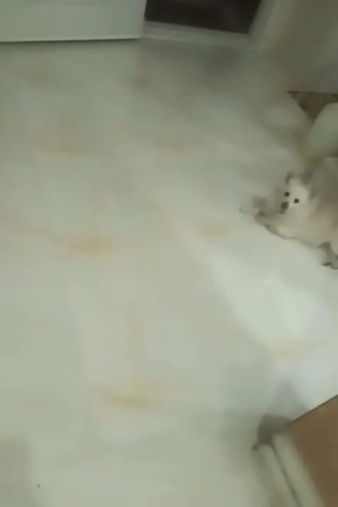 سگ پامر روباهی|سگ|اصفهان, امیرعرب|دیوار