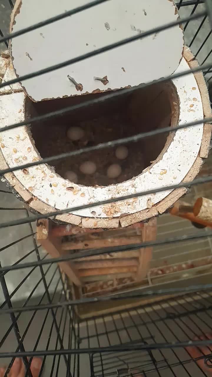 کوتله برزیلی|پرنده|شیراز, دشت چنار|دیوار