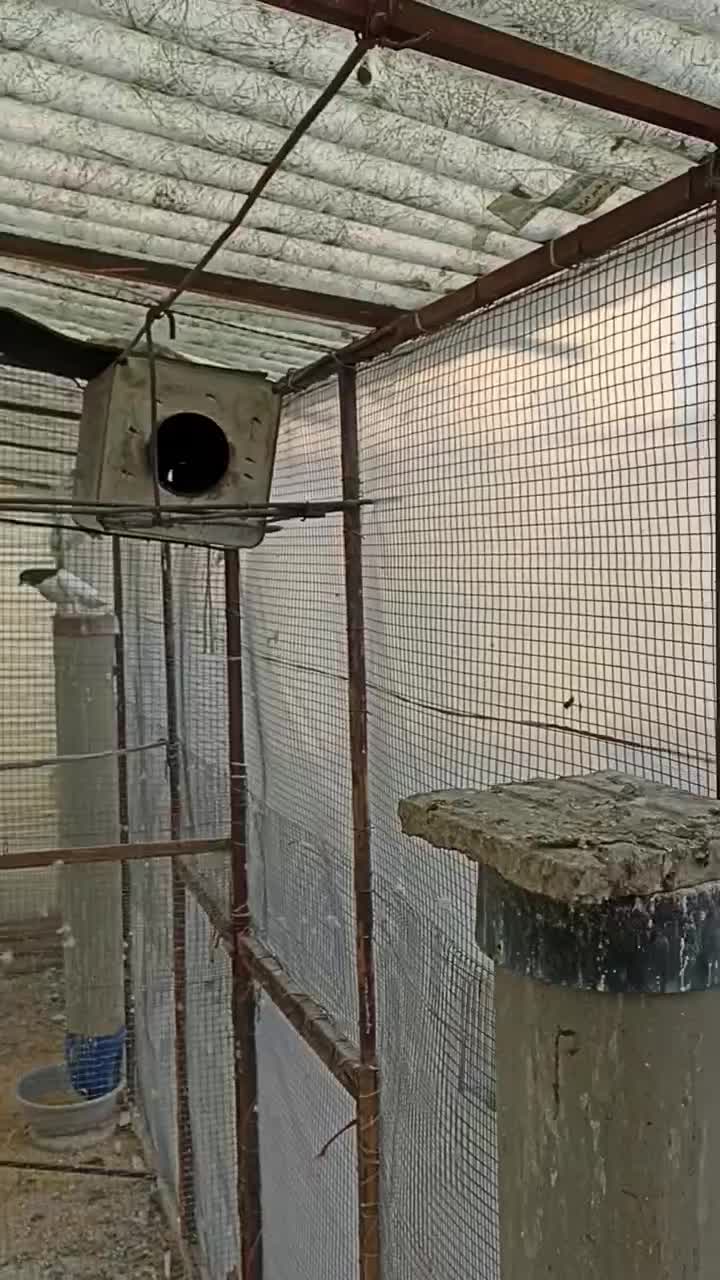 کفتر طوقی فنچ|پرنده|ری, حمزهآباد|دیوار