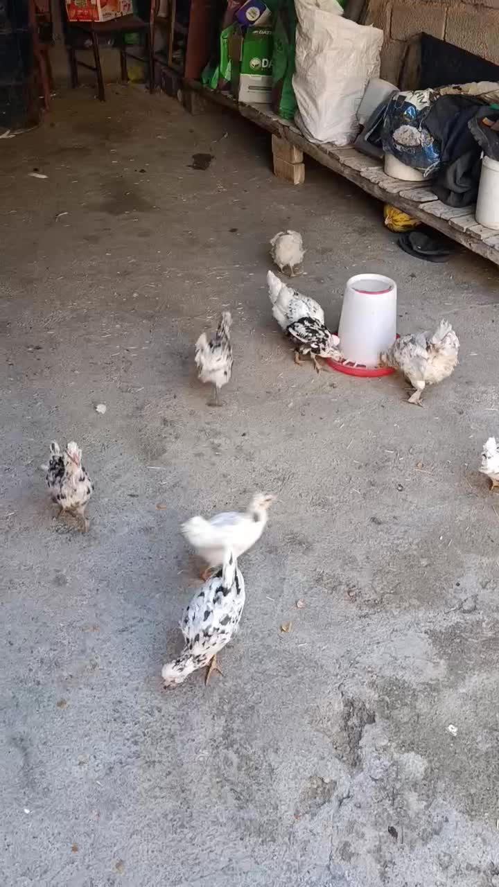 جوجه واروک گلین|حیوانات مزرعه|موچش, |دیوار