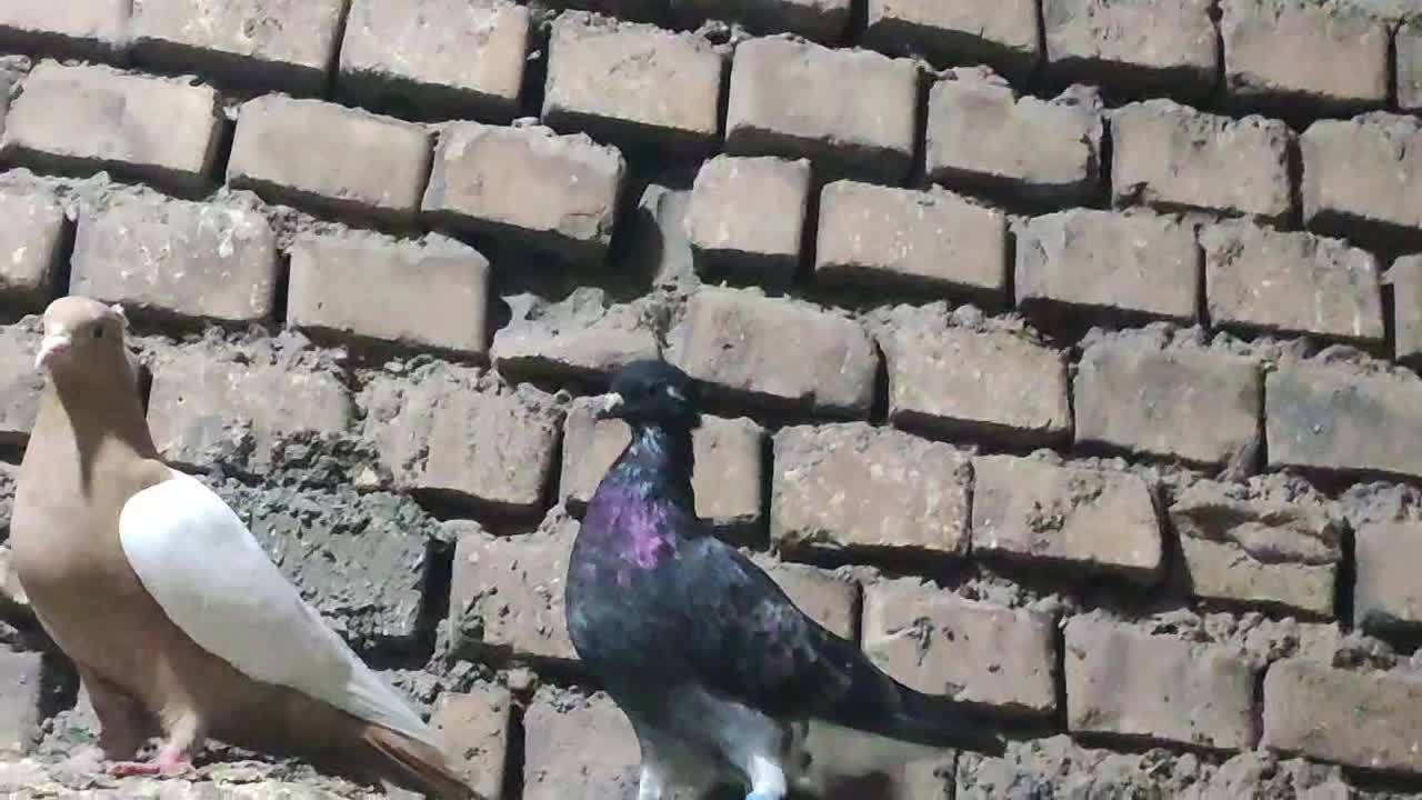 کبوتر رنگی و دو رگ|پرنده|اهواز, کوی ایثار|دیوار