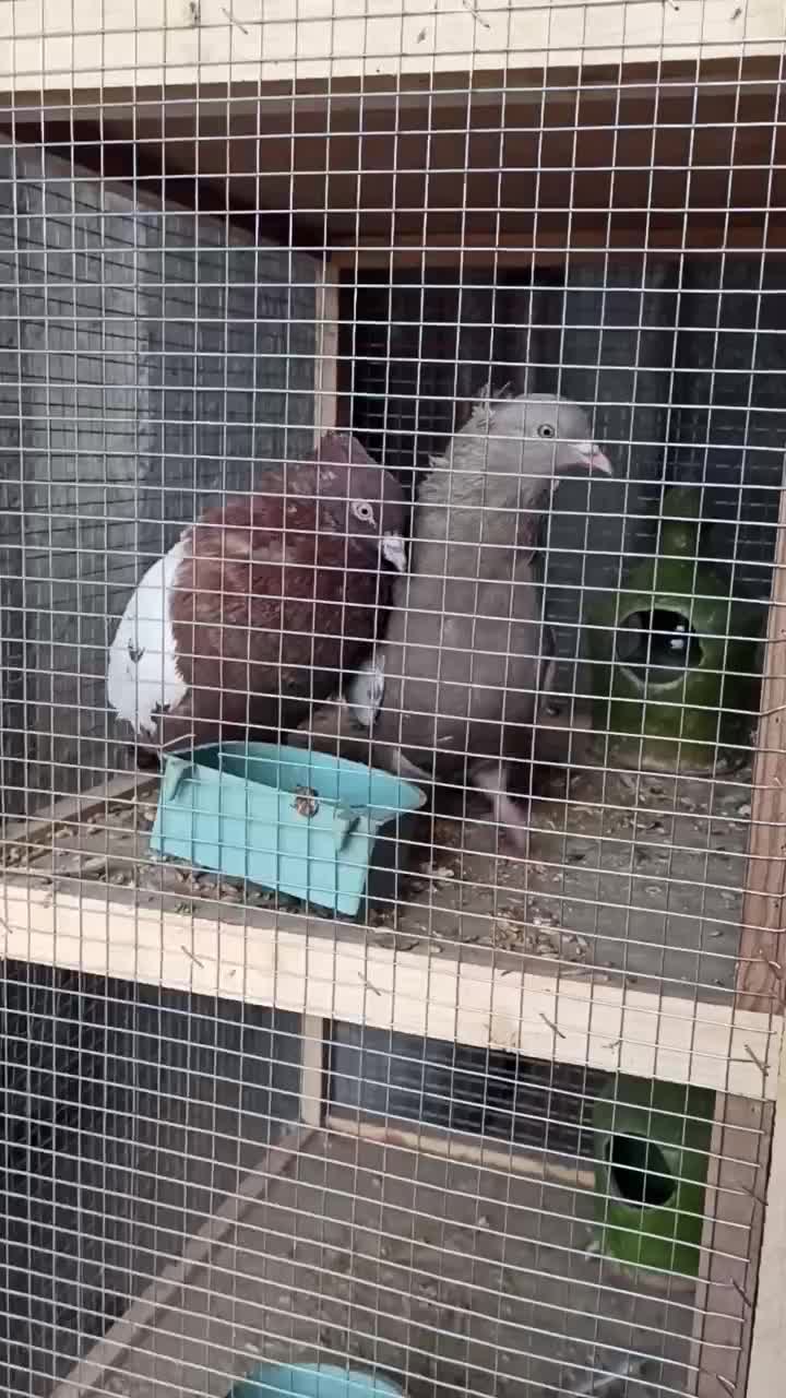 فروش کبوتر پرشی ونقشی|پرنده|پیر بکران, |دیوار