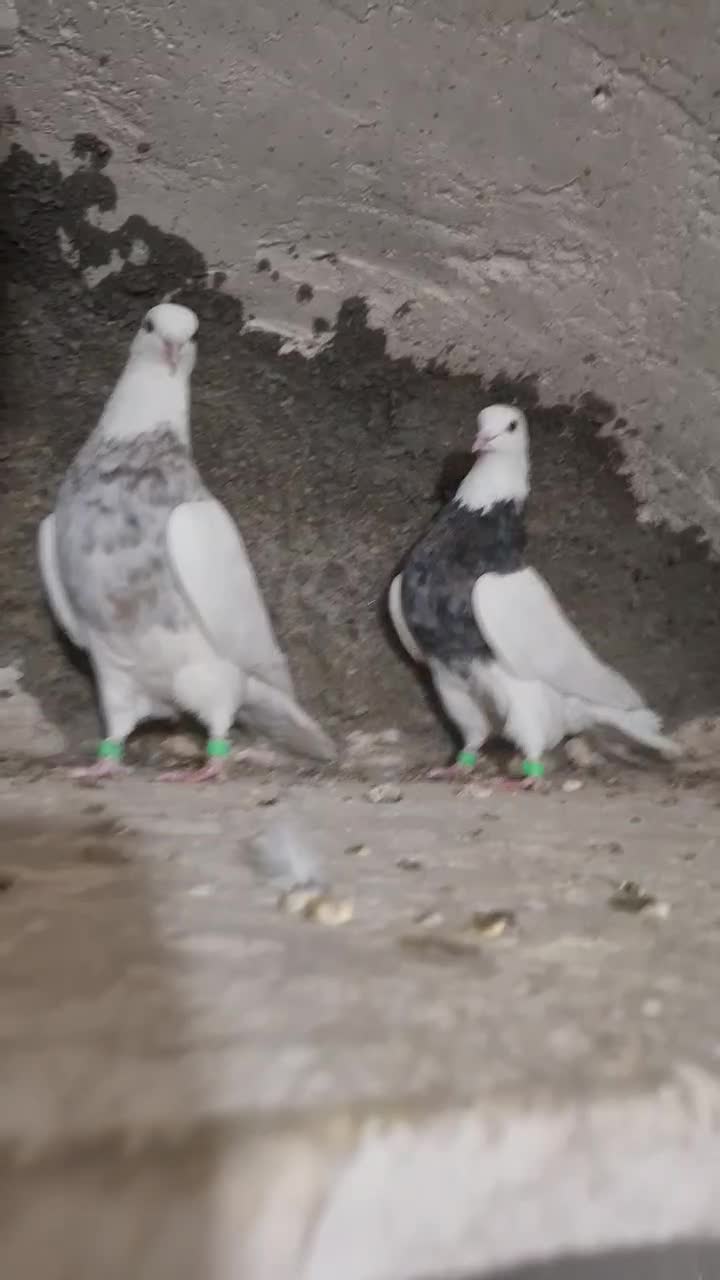 طوقی|پرنده|همدان, |دیوار