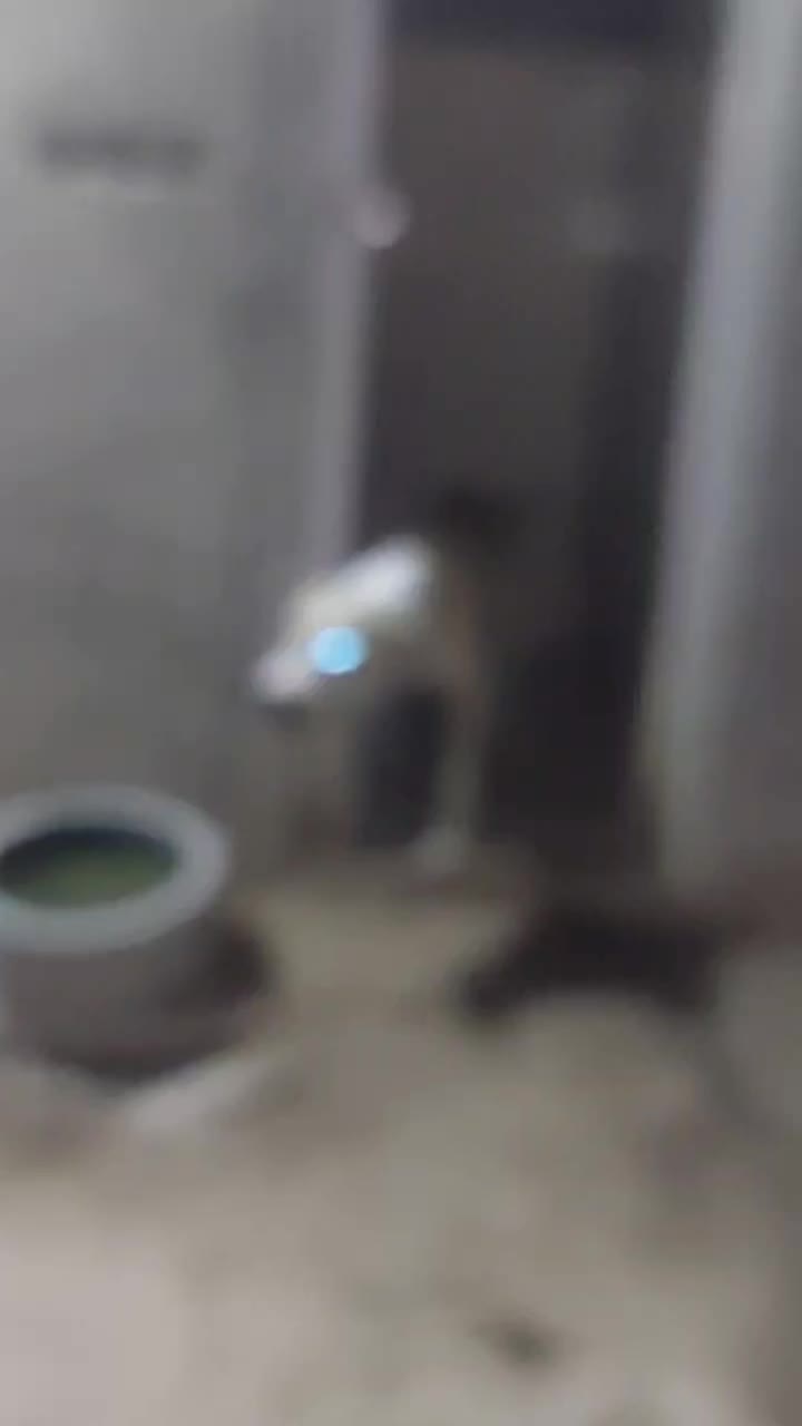 سگ سرابی|سگ|سیراف, |دیوار