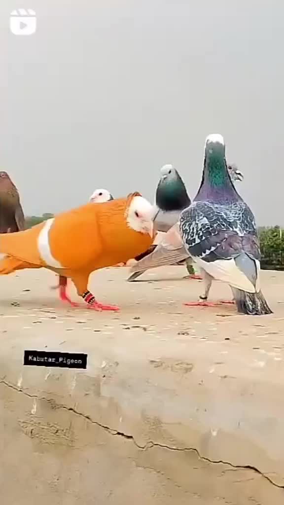 سگ پاکوتا فروشی و کفتر پلاکی اصل برای مسافت|سگ|کهنوج, |دیوار