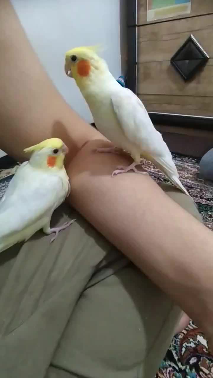 عروس|پرنده|پاوه, |دیوار