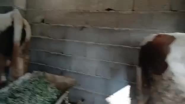 گوساله سیمینتال نر داشتی خالص|حیوانات مزرعه|طاهرگوراب, |دیوار