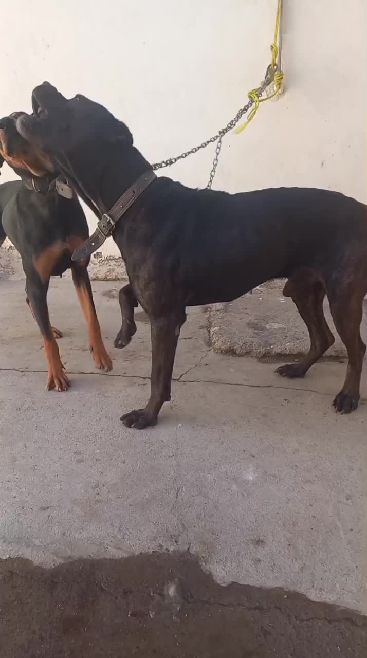 سگ دوبر من|سگ|چهاردانگه (تهران), |دیوار