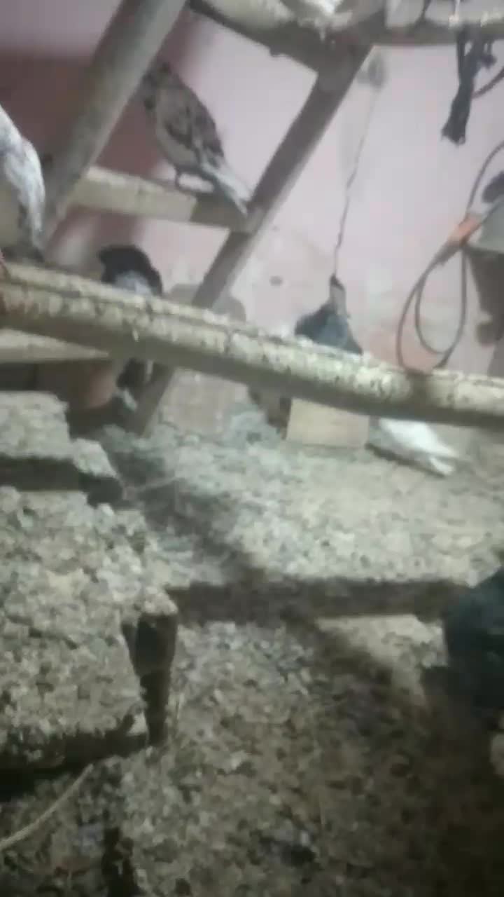 پرنده، کفتر همه مدل و رنگ،|پرنده|شیروان (خراسان), |دیوار