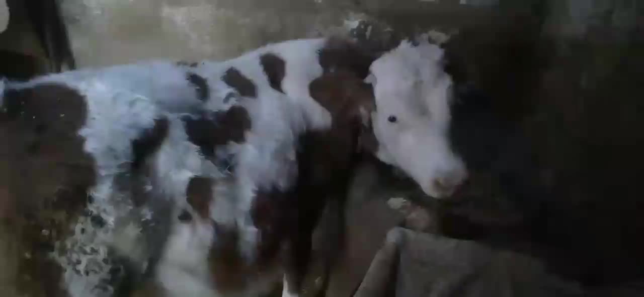 گاو و گوساله سیمیتال|حیوانات مزرعه|بروجرد, |دیوار