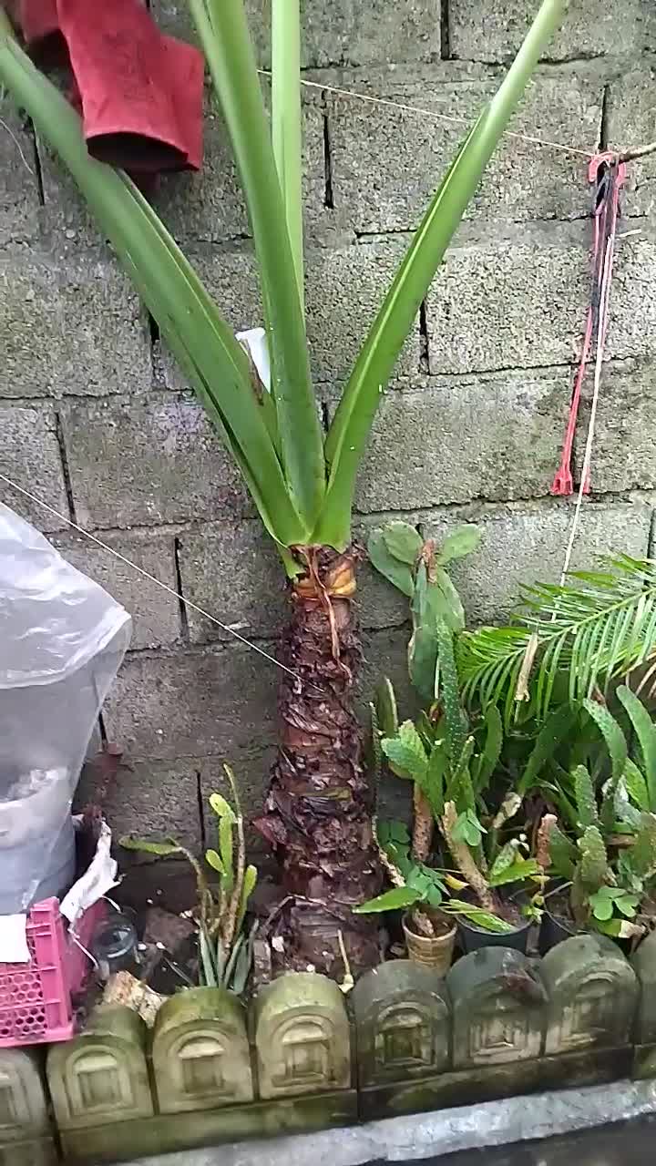 گل فروشی|گل و گیاه طبیعی|لاهیجان, آهندان|دیوار