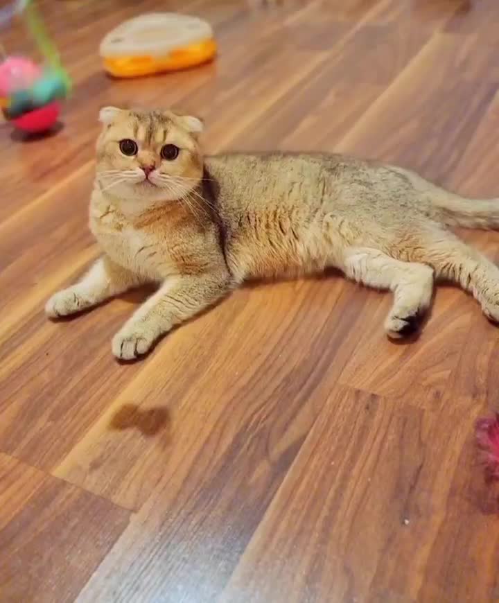 اسکاتیش گلد ny11 نر|گربه|تهران, حکیمیه|دیوار