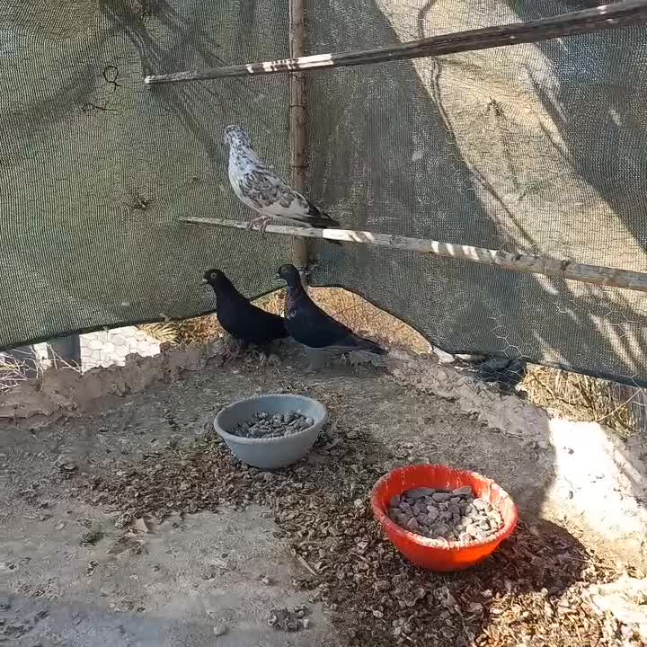 کفتر پلاکی|پرنده|بیکاه, |دیوار