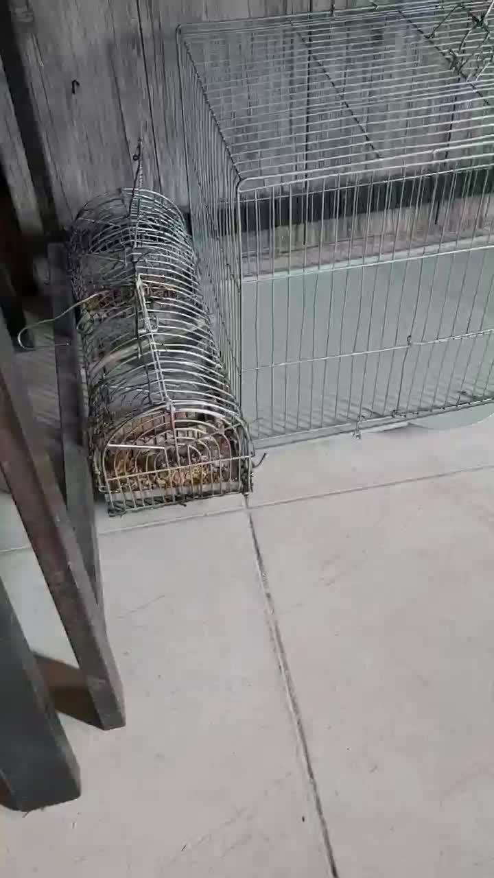 قفس .تله.قفس جفتی قناری.تله دو درب سالم|لوازم جانبی حیوانات|شیراز, شهرک گلستان|دیوار