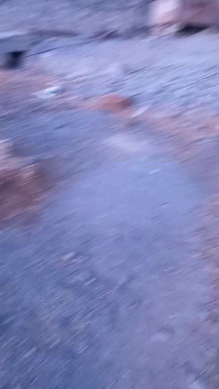 فروشی|سگ|زنجان, |دیوار