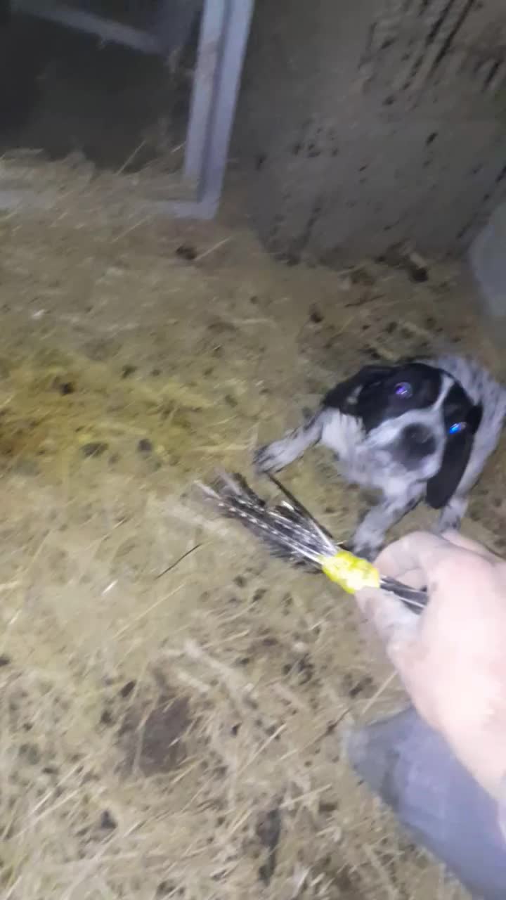 سگ شکاری نر|سگ|رشت, چمارسرا|دیوار