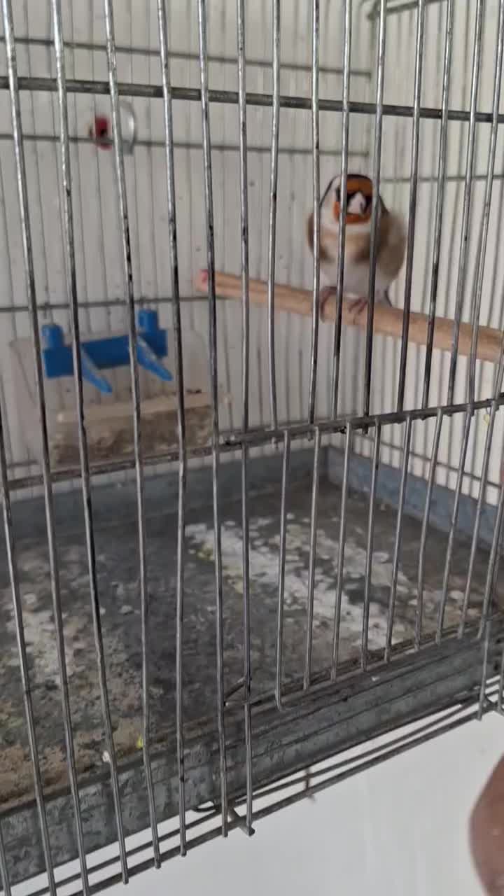 سهره|پرنده|جرقویه, |دیوار