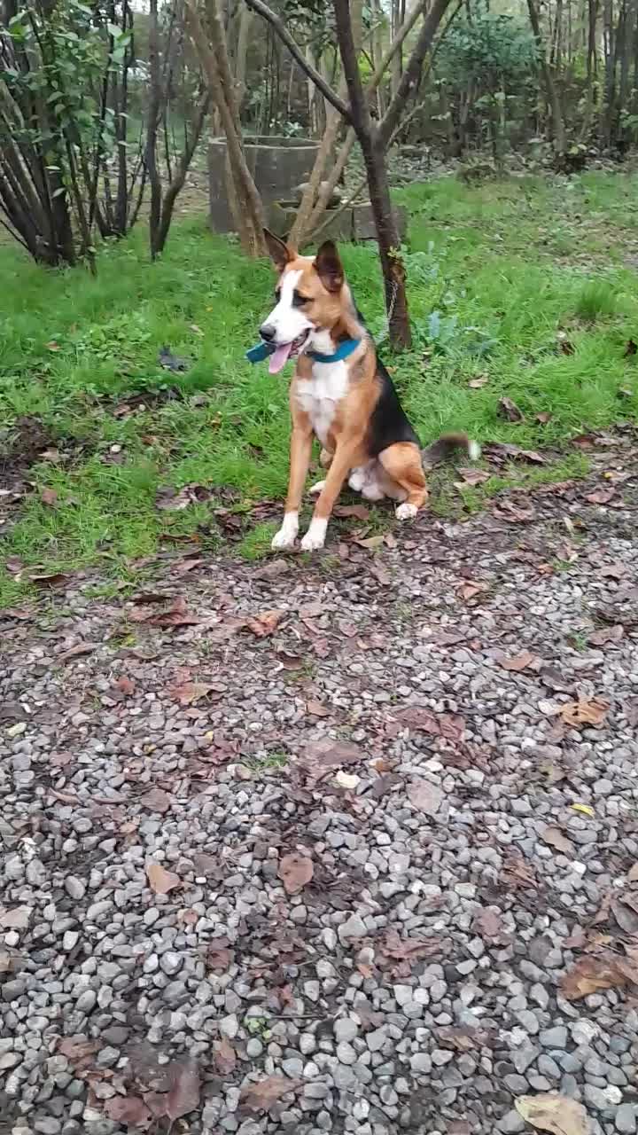 سگ باهوش نگهبان..گرگی میکس|سگ|کیاشهر, |دیوار