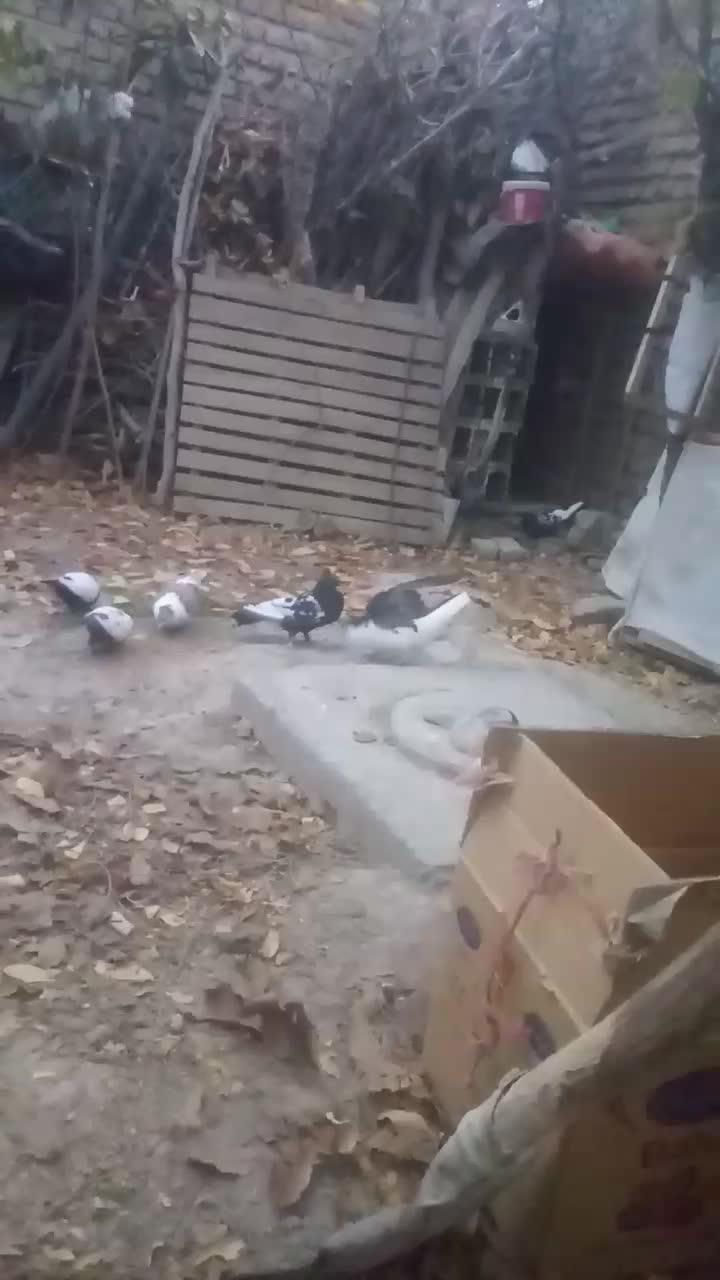 یک جفت ساده کاکلی آس|پرنده|آشخانه, |دیوار