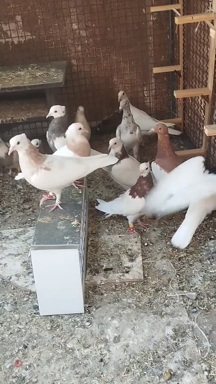 10عدد جوجه طوقی|پرنده|فردوس (خراسان), |دیوار