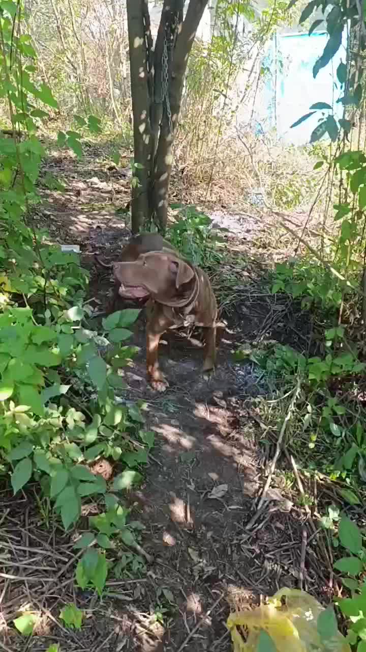 پیتبول بولی ماده ۲ساله توله دهی خوب سگ بینظیر|سگ|املش, |دیوار