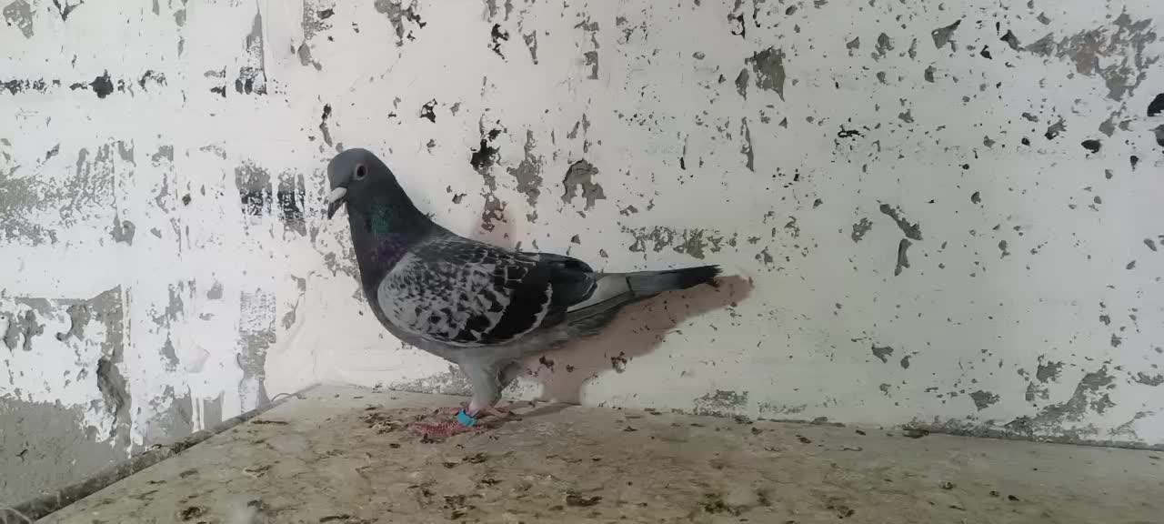 طلا|جواهرات|زابل, |دیوار