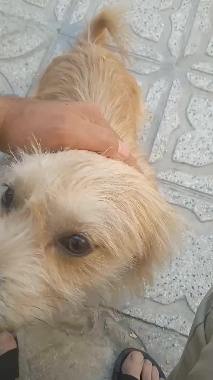 حیوان فروشی|سگ|خفر, |دیوار