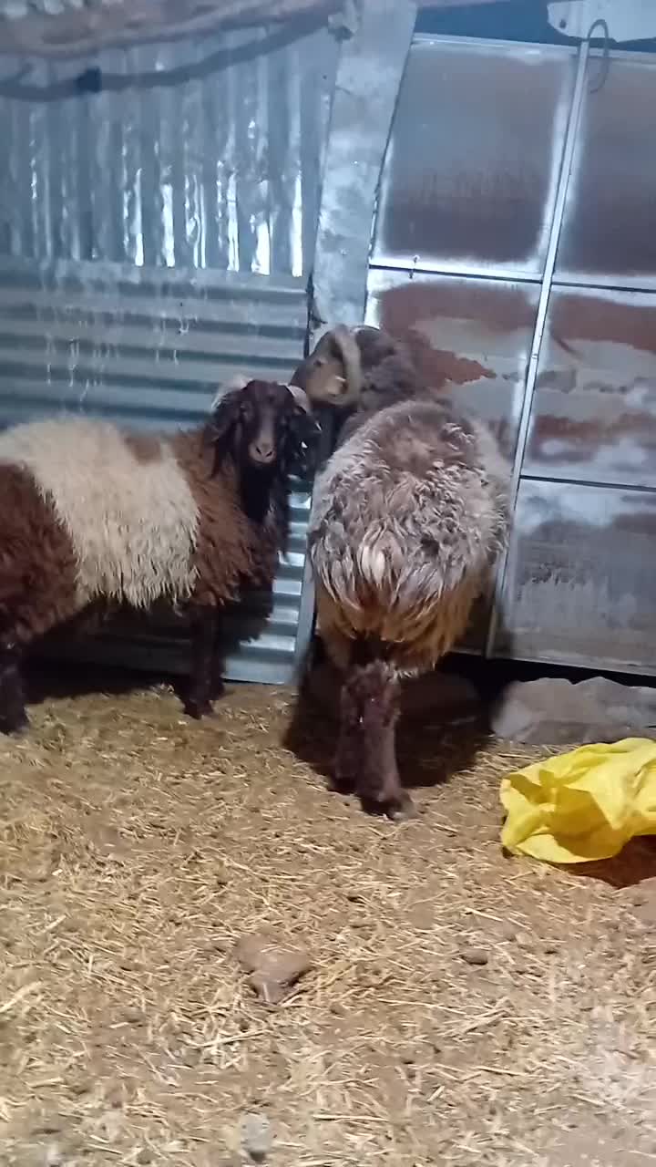 بره نر  دورگ چینی|حیوانات مزرعه|رابر, |دیوار