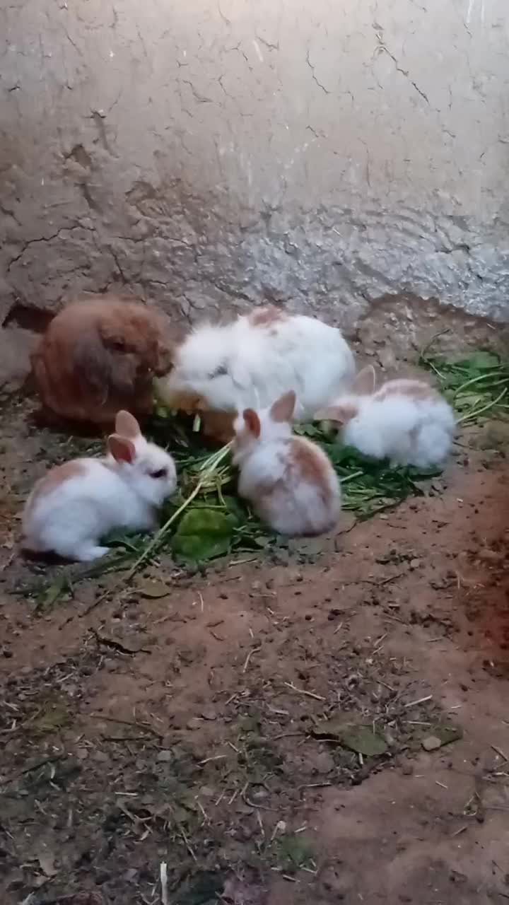 جوجه خرگوش لوپ|موش و خرگوش|خواف, |دیوار