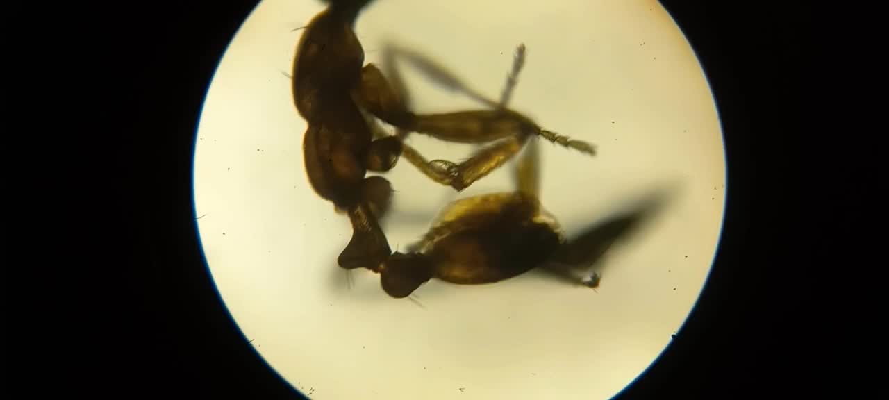 میکروسکوپ ژاپنی Erma|پزشکی|فسا, |دیوار