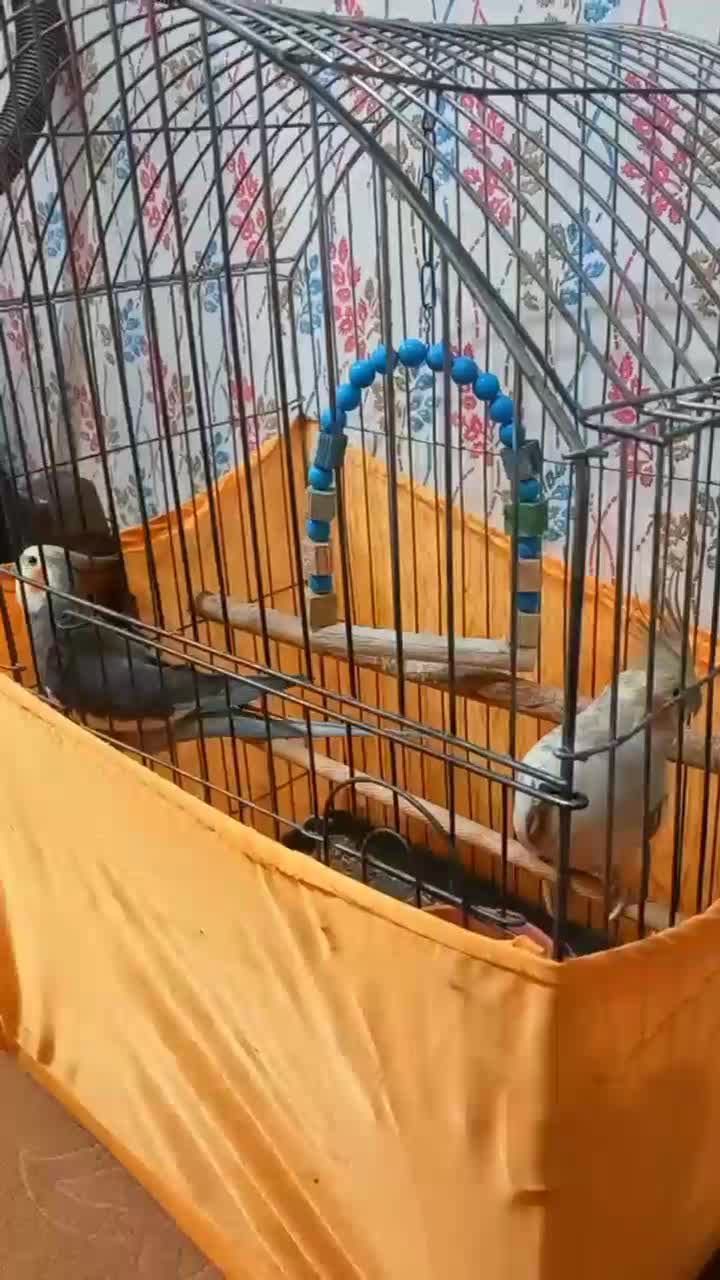 عروس هلندی نر و ماده تخم گذار|پرنده|قزوین, |دیوار