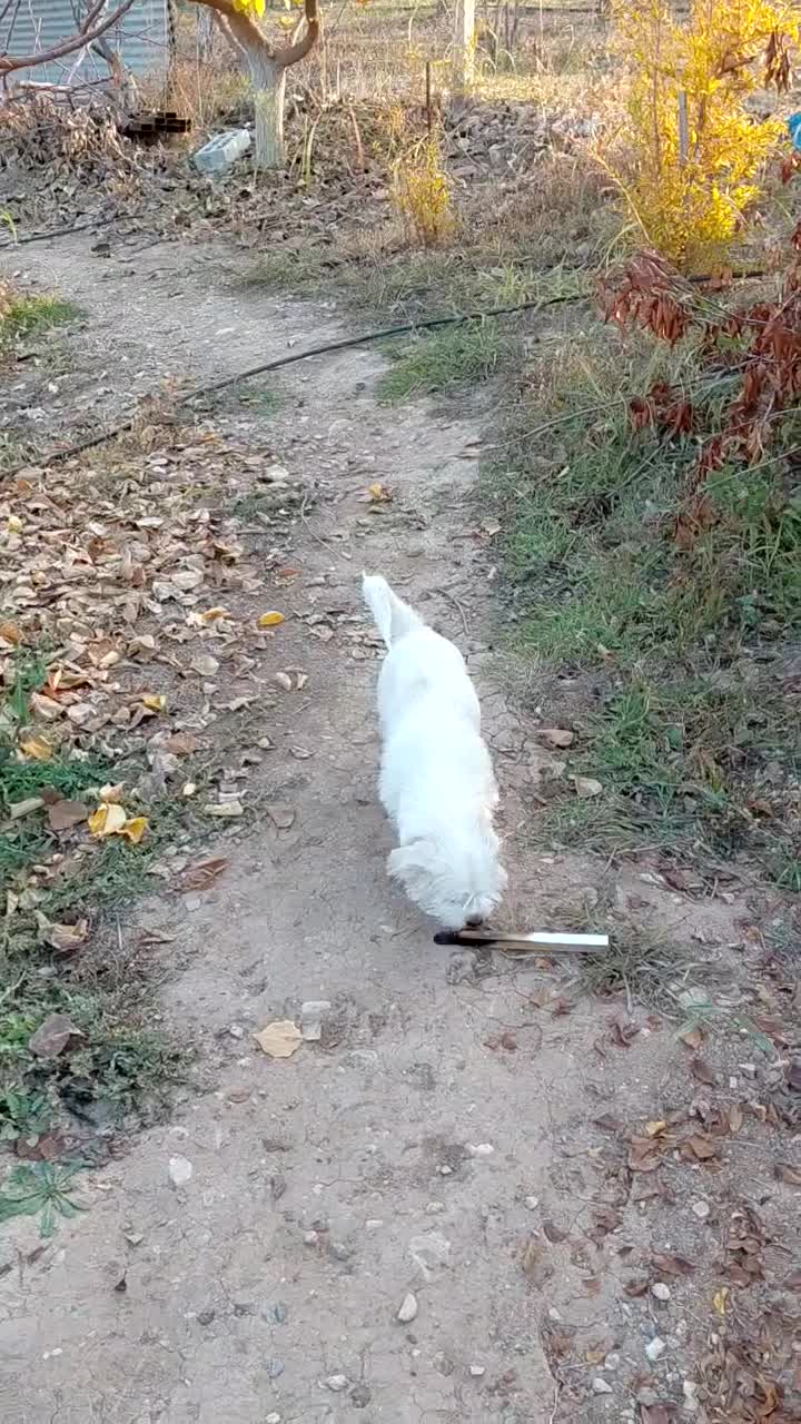 سگ پاکوتاه|سگ|سهند, |دیوار