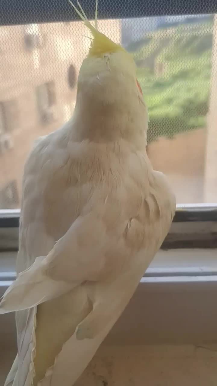 عروس هلندی گمشده|حیوانات|گرگان, |دیوار